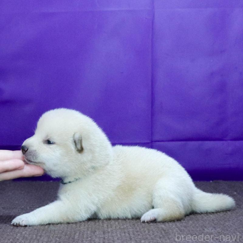 販売中の愛知県の柴犬-406787の2枚目